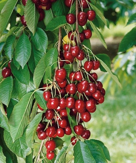 Bing - Prunus avium