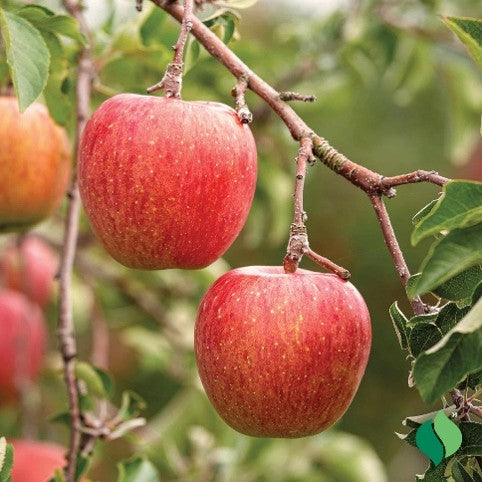 Fuji - Malus domestica
