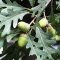 Garry oak – Quercus garryana