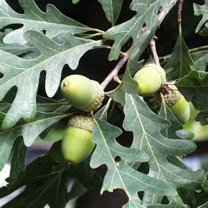 Garry oak – Quercus garryana