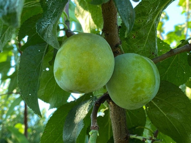 Green Gage – Pyrus domestica