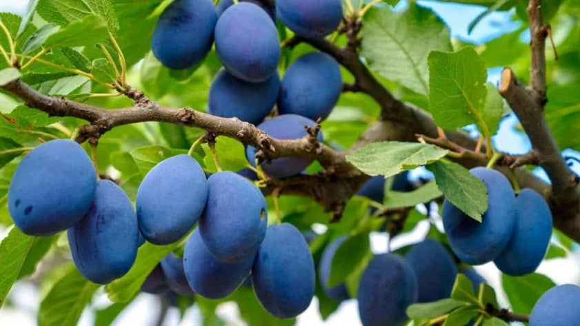 Italian prune plum – Prunus domestica