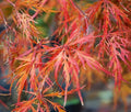 Japanese maple – Acer palmatum