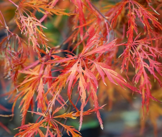 Japanese maple – Acer palmatum