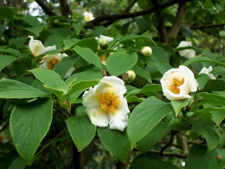 Japanese stewartia – Stewartia psuedocamellia