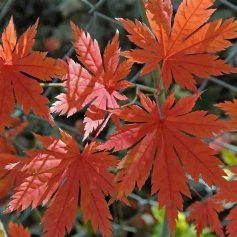 Korean maple - Acer psuedosieboldianum