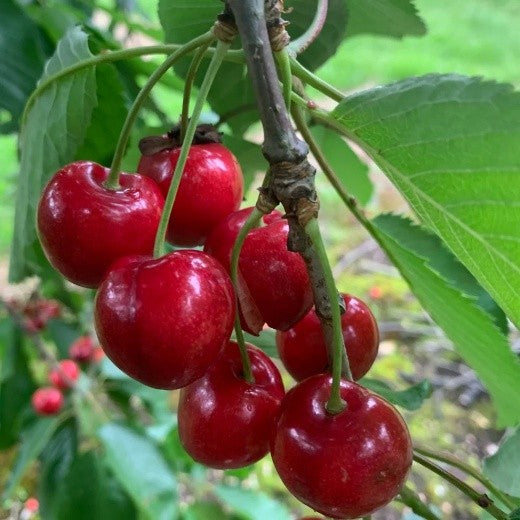 Stella - Prunus avium