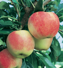 Gala - Malus domestica