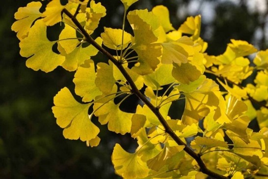 Gingko