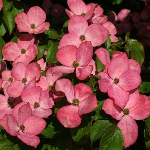kousa dogwood – Cornus x kousa ‘Satomi’