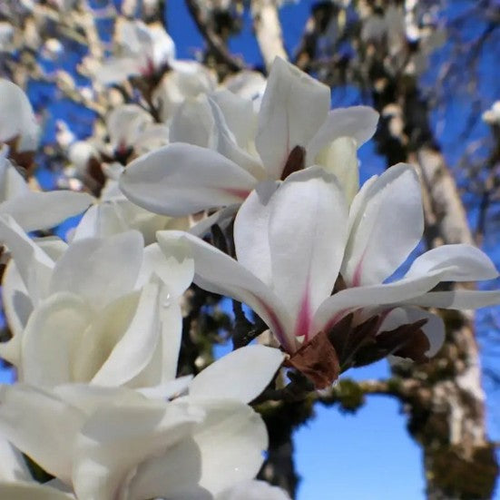 Magnolia ‘Marilyns Choice’
