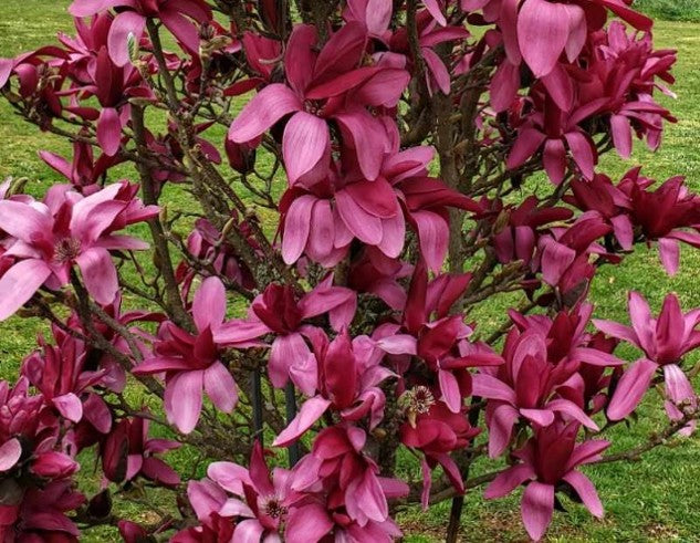 Magnolia 'Burgundy Star'