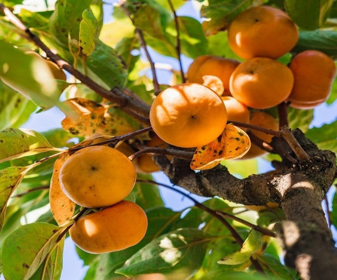 persimmon - Diospyros kaki