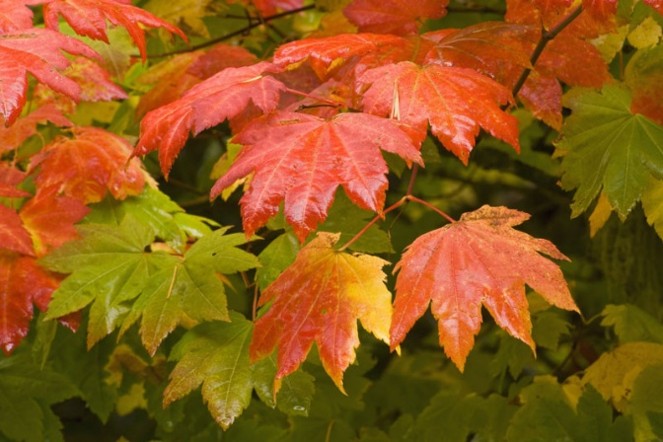 vine maple – Acer circinatum